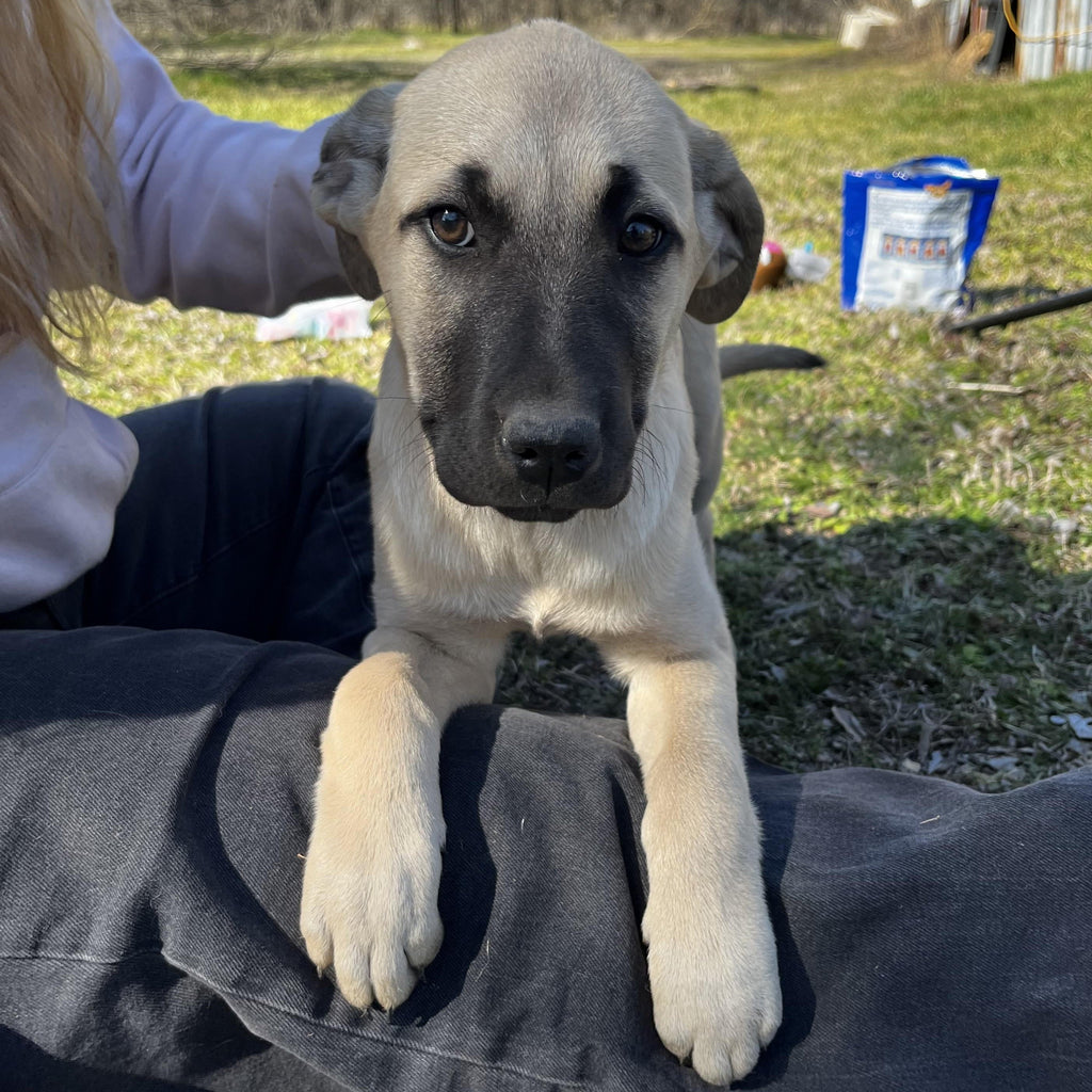 Help Tom find a forever home!