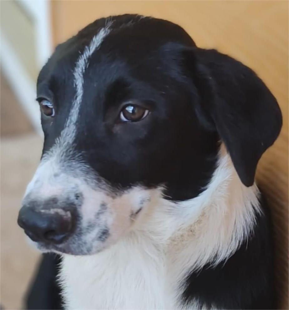 Help Sterling find a forever home!