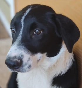 Help Sterling find a forever home!