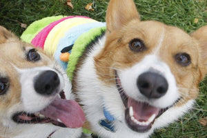 Midwest Pet Event: Dog Sweater Pawty