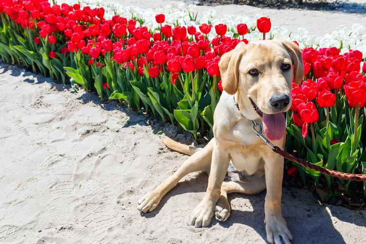 Midwest Pet Event: Rovers at Reiman