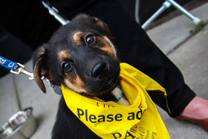 Midwest Pet Event: Mutts and Miles - Old Town