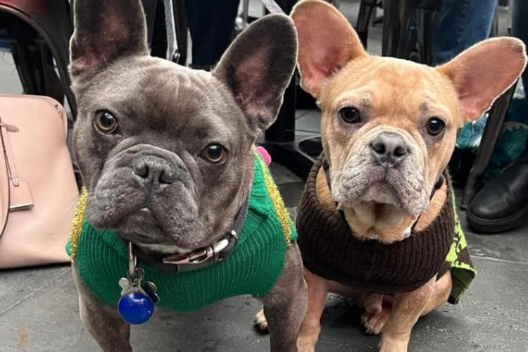 Midwest Pet Event: Chicago French Bulldog Rescue Pup Prom