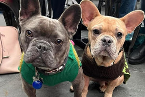 Midwest Pet Event: Chicago French Bulldog Rescue Pup Prom