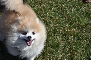 Midwest Pet Event: Swing Into Summer Yappy Hour