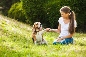 Midwest Pet Event: Canine Carnival