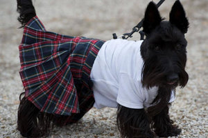 Midwest Pet Event: Highland Games