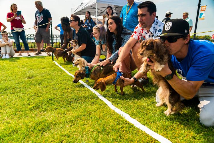 Midwest Pet Event: Dachshund Races & Doggy Olympics