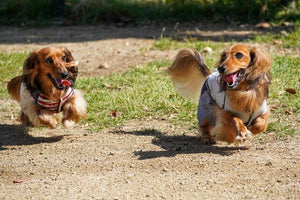 Midwest Pet Event: Peoria Oktoberfest Dachshund Races