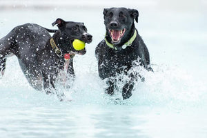 Midwest Pet Event: Doggy Dip at Rolling Hills Water Park
