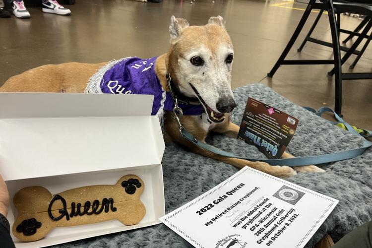 Midwest Pet Event: Greyhound Gala