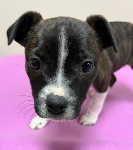 Help Fawn - Boston Terrier & Rat Terrier Mix - find a forever home!