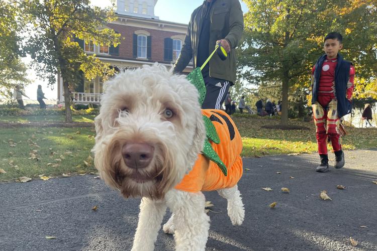 Midwest Pet Event: Howl O' Ween Dog Parade