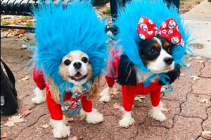 Midwest Pet Event: Two Bostons Trick-or-Treat Pet Parade - Downtown Naperville