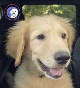 Help Tito find a forever home!