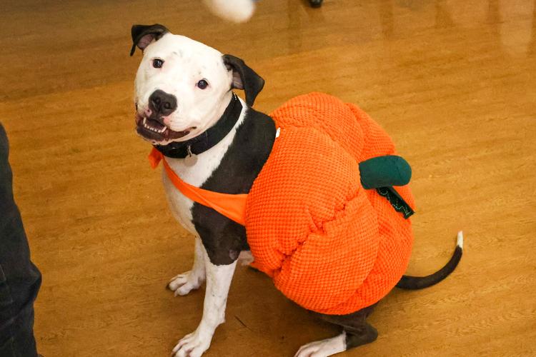 Coming Soon! PAWS Howl-O-Ween Dog Costume Contest