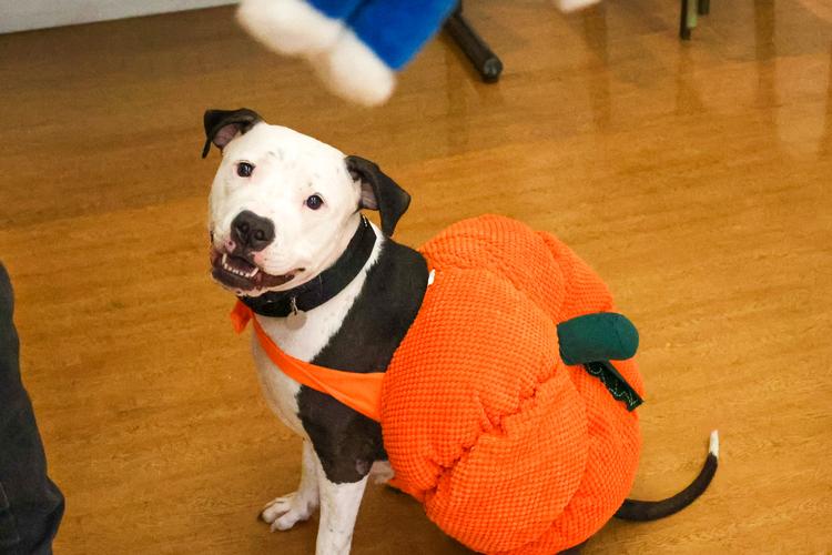 Midwest Pet Event: PAWS Howl-O-Ween Dog Costume Contest