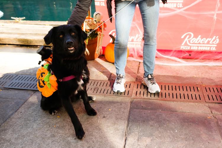 Midwest Pet Event: Robert's Howl-o-Ween