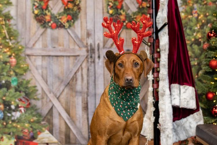 Midwest Pet Event: Paw-liday Market