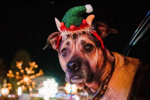 Midwest Pet Event: Magic of Lights