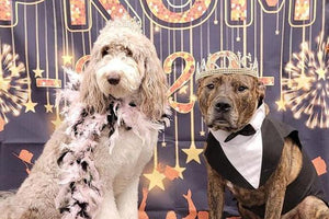 Midwest Pet Event: Puppy Prom