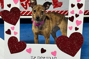 Midwest Pet Event: Feb 7