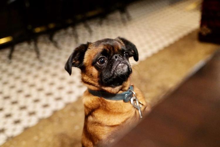 Midwest Pet Event: Dog-Friendly Market