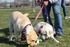 Midwest Pet Event: Doggy Egg Hunt