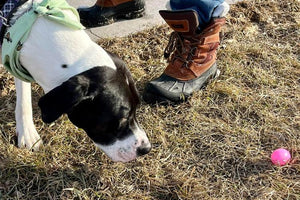 Midwest Pet Event: Annual Dog Easter Egg Hunt