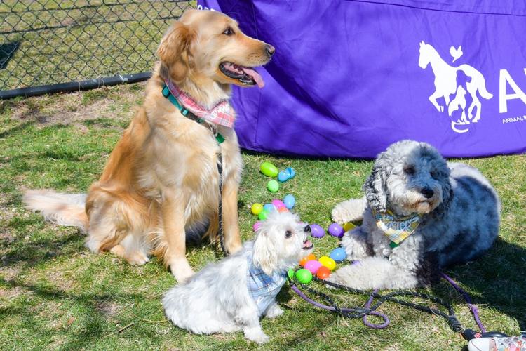 Midwest Pet Event: ARL Eggstravaganza