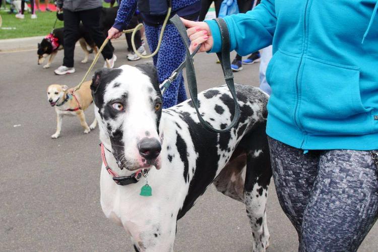 Midwest Pet Event: Walk to Cure Arthritis - Chicago