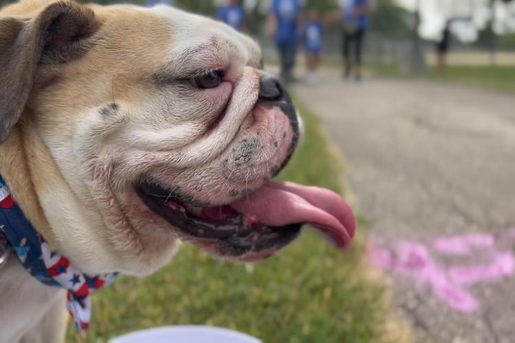 Midwest Pet Event: Bulldog Bolt 5K / 1 Mile Pet Walk