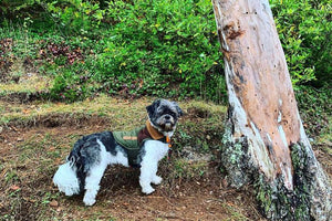 Midwest Pet Event: Wagging Tails on Winman Trails