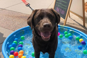 Midwest Pet Event: Summer Splash Party