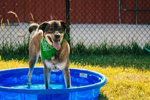 Midwest Pet Event: ARL Wet N Wild Party