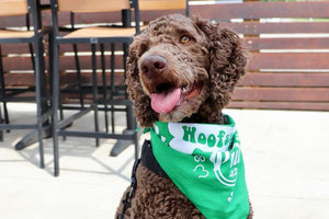 Midwest Pet Event: Woofstock at Pub 42