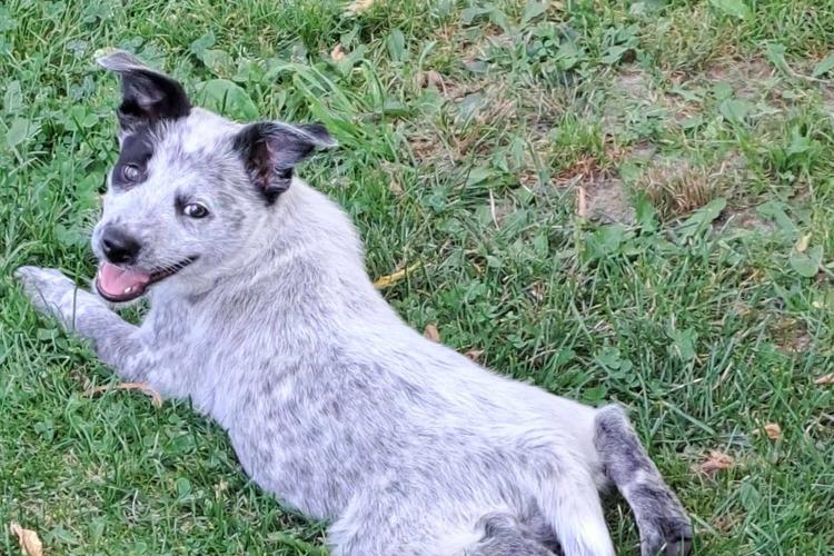 Midwest Pet Event: National Dog Day Celebration