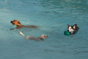 Midwest Pet Event: Doggie Dive