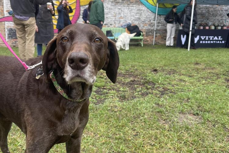 Midwest Pet Event: Barktoberfest