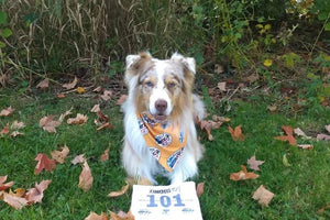 Midwest Pet Event: Trail Dog Distance Classic & Ultra