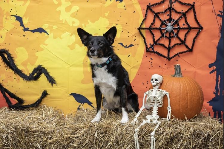 Midwest Pet Event: Howl-O-Ween Photos