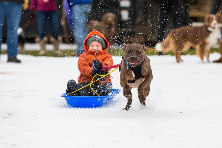 Midwest Pet Event: Family Dog Pull