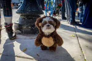 Midwest Pet Event: Lakeview Halloween PupCrawl