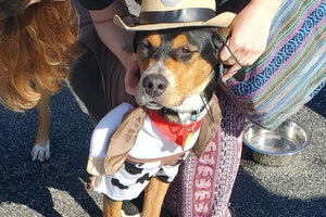 Midwest Pet Event: Yappy Howl-O-Ween