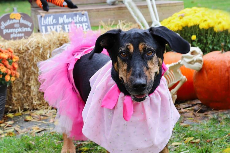 Midwest Pet Event: Spooky Halloween "Paw"ty