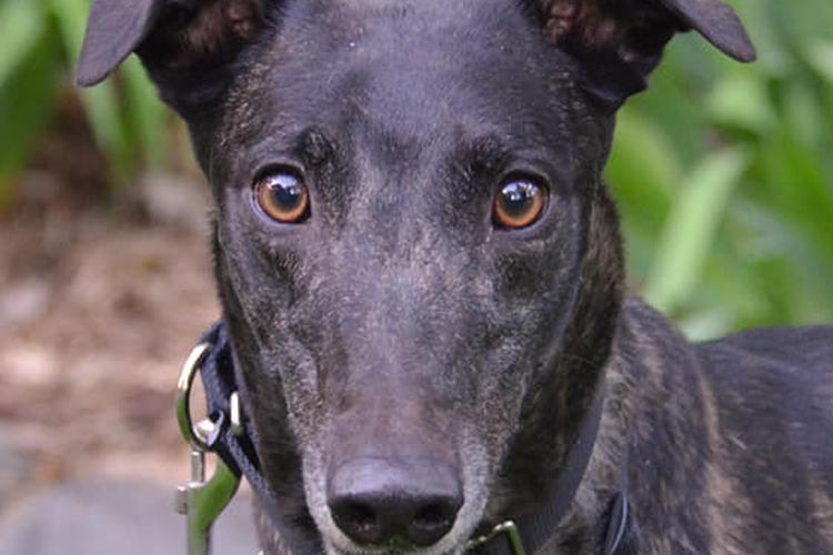 Midwest Pet Event: Greyfest