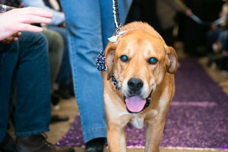 Midwest Pet Event: Annual Fashions for Furry Friends Fashion Show