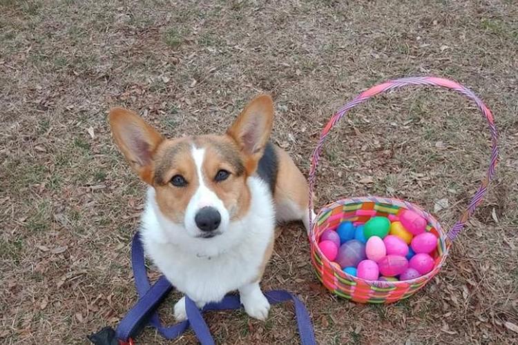 Midwest Pet Event: Annual Easter Egg Hunt for Dogs