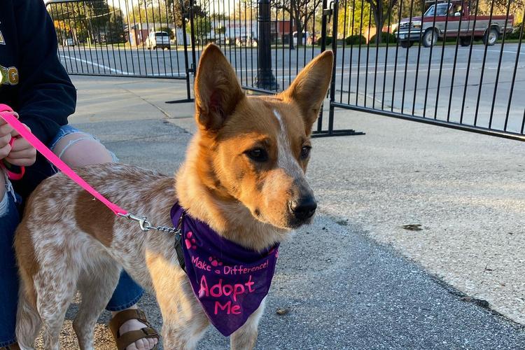 Midwest Pet Event: PAWS Dog Jog