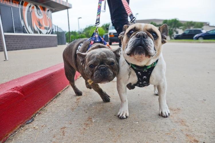 Midwest Pet Event: Paws at the Pitch